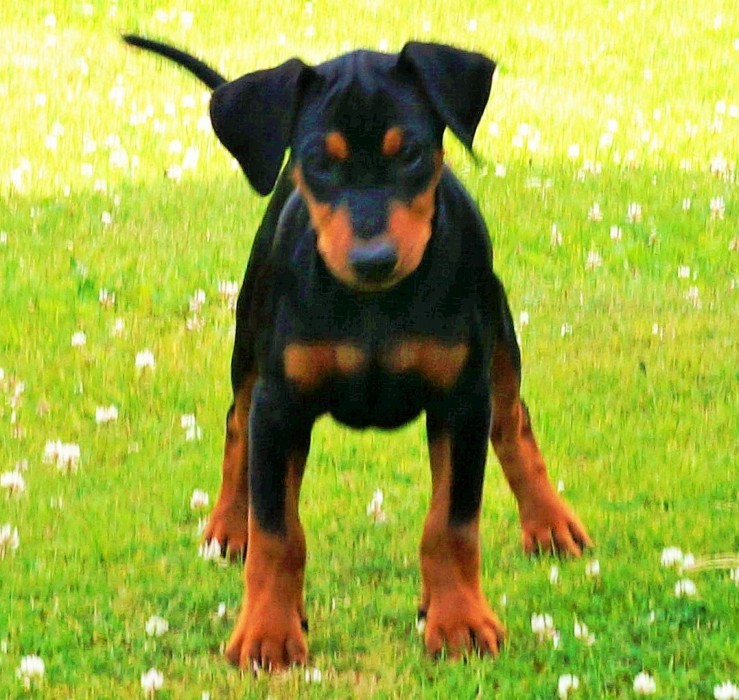 Pinscher * Xélanc Young Ykela 12 veckor
